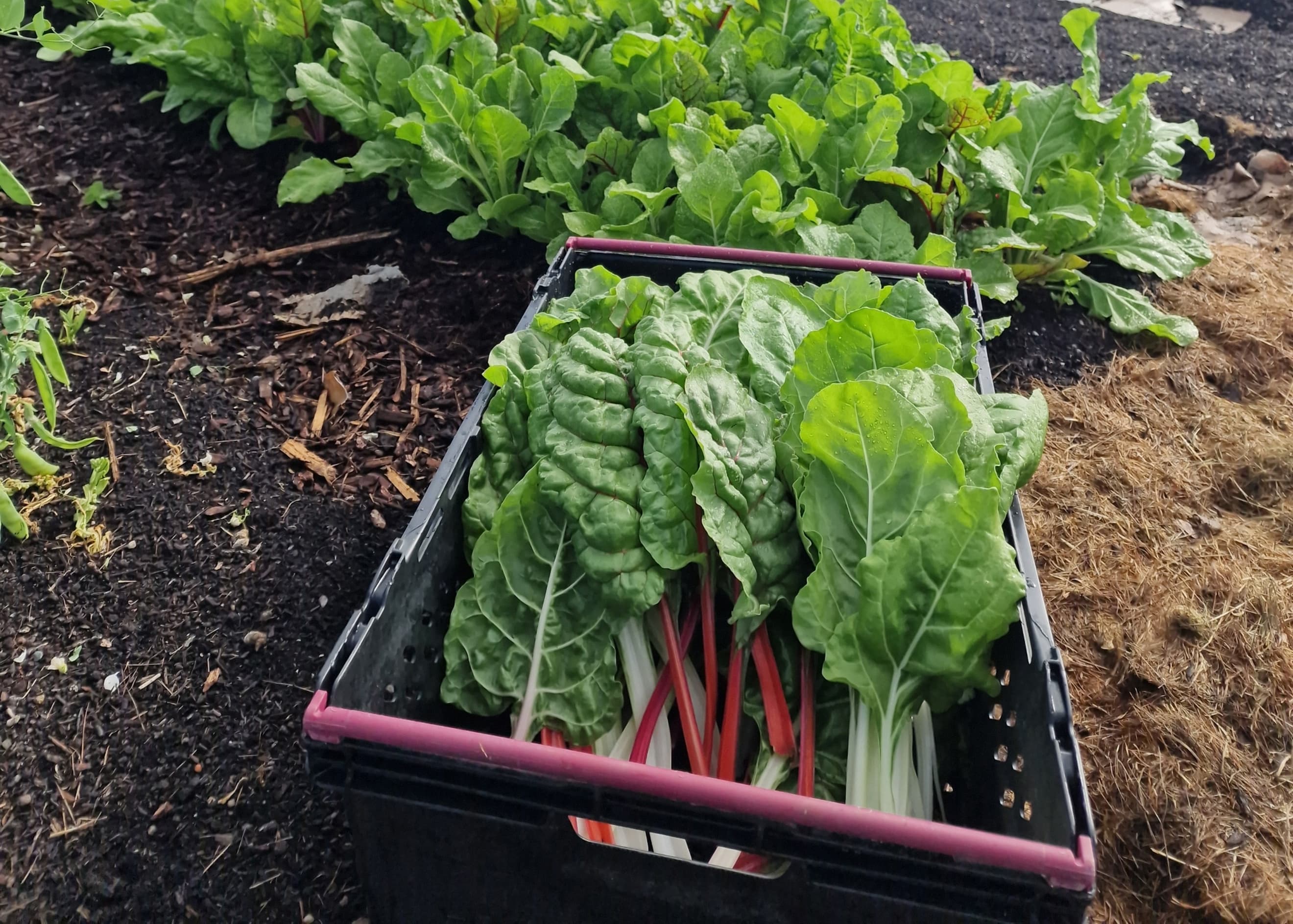 Vege Crate