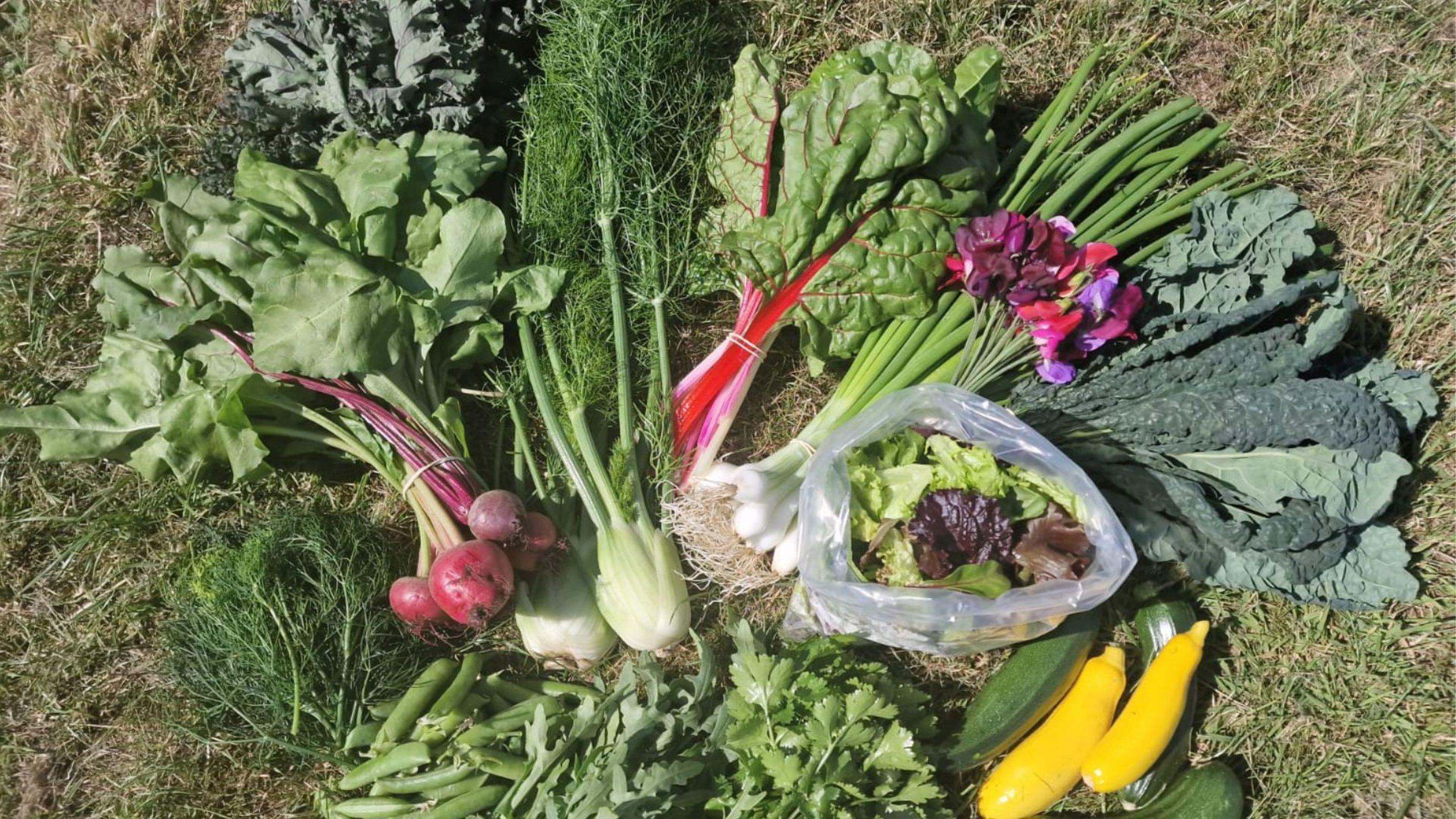 Wern Farm Veg Box (No potatoes) 🥔